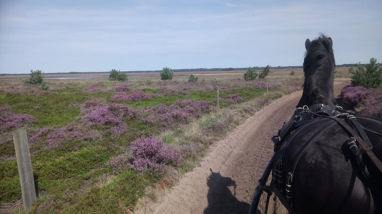 Hoeve Den Anholt Vila Ruinen Exterior foto